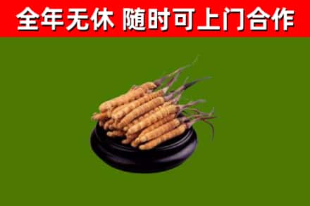 怀远县回收散虫草