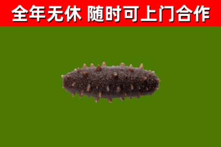 怀远县回收海参干